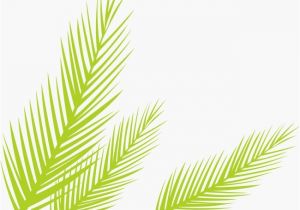 Coloriage Feuille De Palmier Vert De Feuilles De Palmier Vecteur Dessin Peint   La Main Png Et