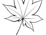 Coloriage Feuille De Vigne 11 Meilleures Images Du Tableau Feuille De Vigne