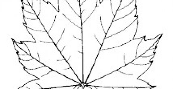 Coloriage Feuille De Vigne Résultat De Recherche D Images Pour "dessin Feuille De Vigne