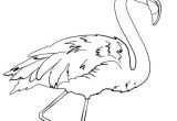 Coloriage Flamant Rose Gratuit 41 Best Uccelli Images On Pinterest