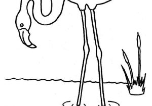 Coloriage Flamant Rose Imprimé Dessin Flamand Rose L été Au Centre Pinterest