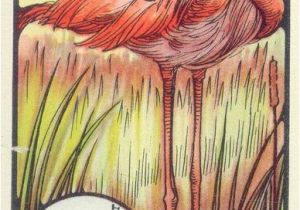 Coloriage Flamant Rose Imprimé Flamand Rose Pinterest