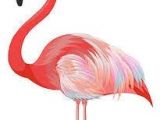 Coloriage Flamant Rose Imprimé Flamand Rose Pinterest
