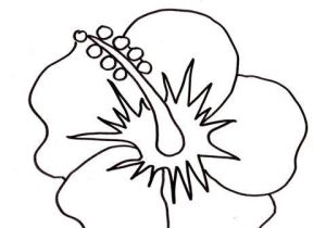 Coloriage Fleur D Hibiscus Coloriage Fleur Hibiscus