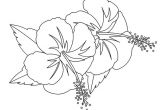 Coloriage Fleur D Hibiscus Coloriages Fleurs Hibiscus