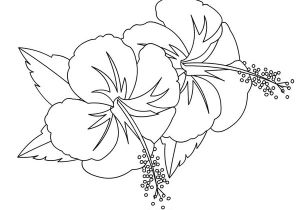 Coloriage Fleur D Hibiscus Coloriages Fleurs Hibiscus
