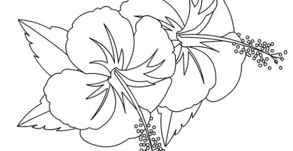 Coloriage Fleur D Hibiscus Coloriages Fleurs Hibiscus