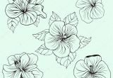 Coloriage Fleur D Hibiscus Ensemble De Feuilles Fleurs D’hibiscus Hawaï — Image