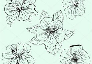 Coloriage Fleur D Hibiscus Ensemble De Feuilles Fleurs D’hibiscus Hawaï — Image