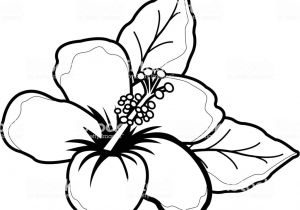 Coloriage Fleur D Hibiscus Fleur Dhibiscus Hawaïen Noir Et Blanc Livre De Coloriage