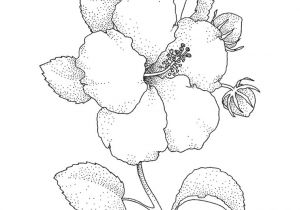 Coloriage Fleur D Hibiscus La Merveilleuse Vie De Maman Juillet 2013
