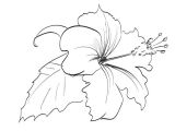 Coloriage Fleur D Hibiscus Pin Coloriage Hibiscus Coloriages Fleurs On Pinterest
