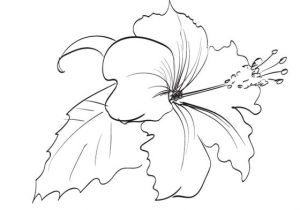 Coloriage Fleur D Hibiscus Pin Coloriage Hibiscus Coloriages Fleurs On Pinterest