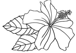 Coloriage Fleur D Hibiscus Pin Coloriage Hibiscus Coloriages Fleurs On Pinterest