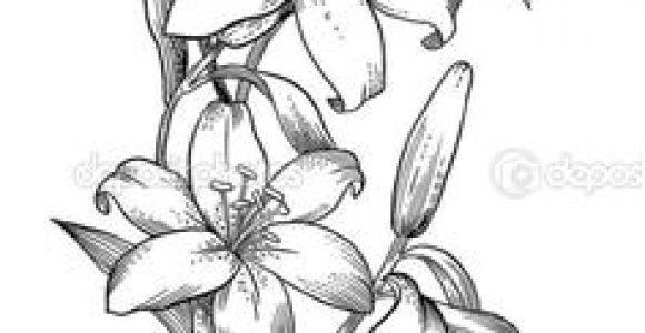 Coloriage Fleur De Lys Royale Les 32 Meilleures Images De Dessin orchidée