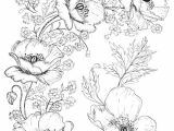 Coloriage Fleur Du Printemps Modeles Gratuits Coquelicots