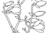 Coloriage Fleurs Et Plantes à Imprimer 49 Best Fleures Magnolia Images On Pinterest