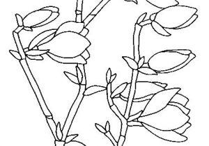 Coloriage Fleurs Et Plantes à Imprimer 49 Best Fleures Magnolia Images On Pinterest