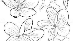 Coloriage Fleurs Exotiques Imprimer Dessin De Fleurs Exotiques A Imprimer
