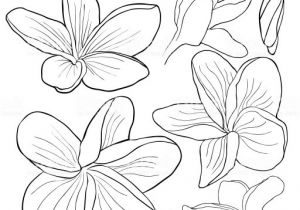 Coloriage Fleurs Exotiques Imprimer Dessin De Fleurs Exotiques A Imprimer