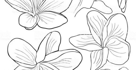 Coloriage Fleurs Exotiques Imprimer Dessin De Fleurs Exotiques A Imprimer