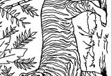 Coloriage fort Boyard Coloriage De Tigre Blanc élégant Mod¨le Animaux Coloriage fort