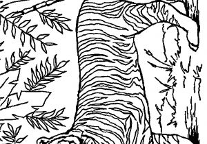 Coloriage fort Boyard Coloriage De Tigre Blanc élégant Mod¨le Animaux Coloriage fort