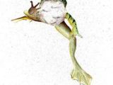 Coloriage Frog Et Fou Furet Mes Grenouilles