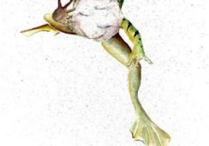 Coloriage Frog Et Fou Furet Mes Grenouilles
