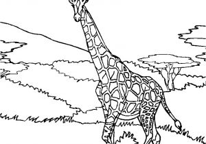Coloriage Girafe à Imprimer Girafe 57 Animaux – Coloriages à Imprimer