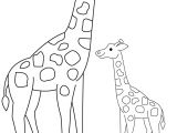 Coloriage Girafe à Imprimer Girafe Coloriage