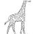 Coloriage Girafe A Imprimer Gratuit Dessin   Colorier D Une Belle Girafe …