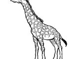 Coloriage Girafe A Imprimer Gratuit Dessin Facile Animaux Girafe