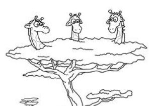 Coloriage Gorille à Imprimer 84 Best Coloriages Animaux Sauvages Images On Pinterest
