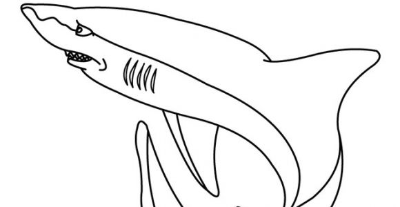 Coloriage Grand Requin Blanc Coloriage Requin Blanc