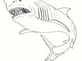 Coloriage Grand Requin Blanc Coloriage Requin Requin Dessin Clipart Best élégant – Pages  