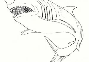 Coloriage Grand Requin Blanc Coloriage Requin Requin Dessin Clipart Best élégant – Pages  