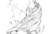 Coloriage Grand Requin Blanc Coloriage Requin Tigre