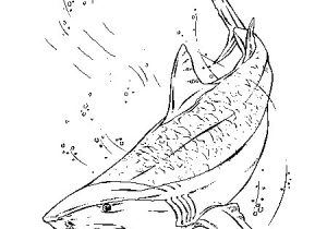 Coloriage Grand Requin Blanc Coloriage Requin Tigre