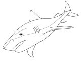 Coloriage Grand Requin Blanc Coloriage Requin Tigre