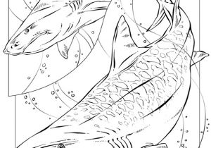 Coloriage Grand Requin Blanc Coloriage Requin Tigre