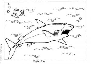 Coloriage Grand Requin Blanc Les 68 Meilleures Images Du Tableau Coloriages Animaux Marins Sur