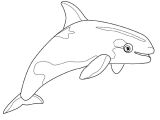 Coloriage Gratuit à Imprimer orque Coloriage orque Et Dauphin