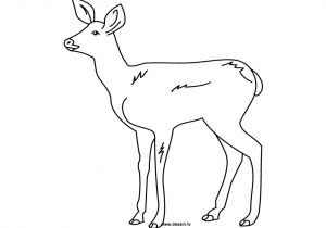 Coloriage Gratuit Biche Biche 33 Animaux – Coloriages   Imprimer