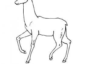 Coloriage Gratuit Biche Coloriage Gratuit De Biche Az Coloriage