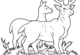 Coloriage Gratuit Biche Coloriage Gratuit Un Cerf Et Une Biche Dory Coloriages