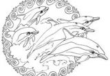 Coloriage Gratuit De Dauphin Les 251 Meilleures Images De Dauphin Brico