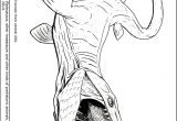Coloriage Jurassic World Mosasaurus Mosasaurus Jurassic World Coloring Pages Sketch Coloring Page