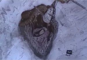 Coloriage Jurassic World Mosasaurus Speed Drawing Jurassic World Mosasaurus Coloriage Jurassic World Mosasaurus Speed Drawing Jurassic World Mosasaurus