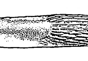 Coloriage Limace Coloriage Limace Des Jardins 1 Mollusques Animaux